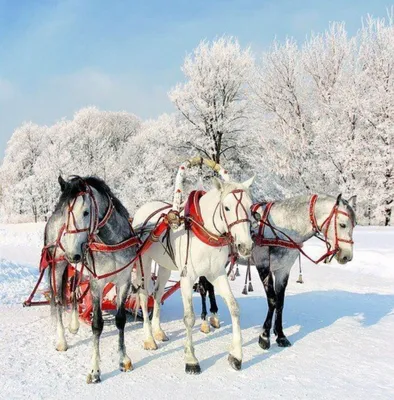 Красивая тройка коней зимой. картинка в HD