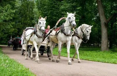 Русская тройка лошадей | Смотреть 50 фото бесплатно