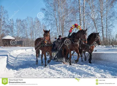 Тройка лошадей обузданных к Sleig Зима Slavonic людей последняя  Редакционное Фото - изображение насчитывающей ð½oð²oñ ð¸ð±ð¸ñ€ñ ðº,  ð»oñˆð°ð: 109873086