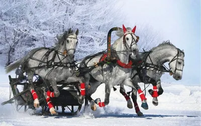 Картинка Зимняя тройка лошадей » Зима » Природа » Картинки 24 - скачать  картинки бесплатно