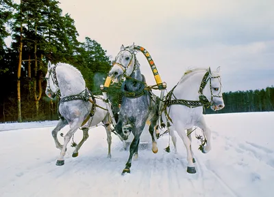 Русская тройка лошадей - 39 фото