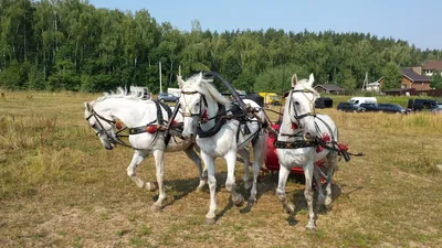Аренда русской тройки лошадей