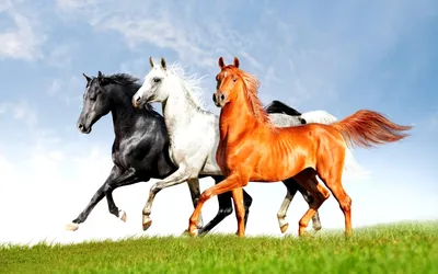 Картинка Тройка лошадей » Лошади » Животные » Картинки 24 - скачать  картинки бесплатно