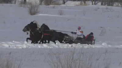 Русская тройка Шушенское 2016 (Horse–Animal-racing-конь-смотреть-онлайн-скачки)  - YouTube
