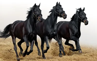 Обои на монитор | Животные | тройка лошадей, чёрные, блестящие, жеребцы
