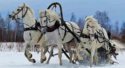 Тройка лошадей зимой - 61 фото