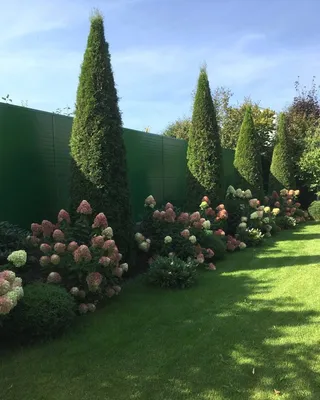 Ландшафтный дизайн участка в Instagram: «Высокие колоновидные туи в  сочетании с пышными кустами гортензий. Такой … | Идеи озеленения,  Озеленение забора, Дизайн сада