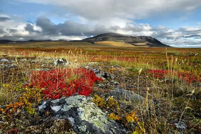 Сибирская тундра может полностью исчезнуть — eLife