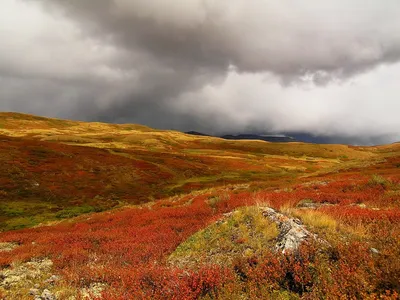 Цветущая тундра и нефритовый водопад: почему туристы выбирают Ямал