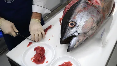 Рыба мечты: гигантского тунца продали за миллион долларов - 05.01.2020,  Sputnik Казахстан