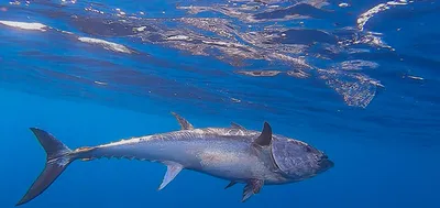 Находится ли голубой тунец под угрозой из-за перелова? - Institut  océanographique