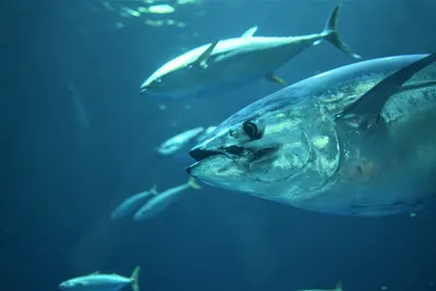 Исчезнет ли средиземноморский голубой тунец? - Institut océanographique