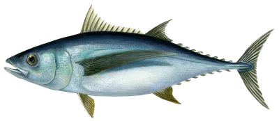 Какую рыбу не стоит есть – мнение эксперта - Акула, голубой тунец, дикий  морской окунь | FoodOboz
