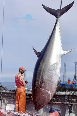 Консервированный тунец не дороже 130 рублей – «Еда»