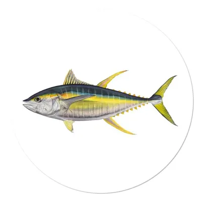 Ловля Тунца в открытом море: приманки и способы ловли рыбы