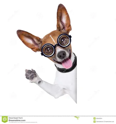 Тупая шальная собака стоковое фото. изображение насчитывающей глаза -  36942024