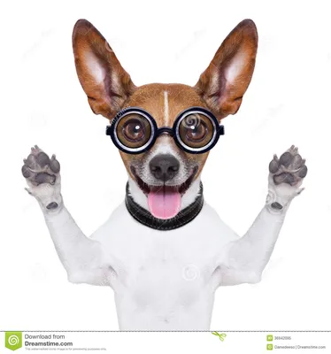 Тупая шальная собака стоковое изображение. изображение насчитывающей уши -  36942095