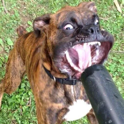 Самые ржачные картинки про собак (50 фото) » Юмор, позитив и много смешных  картинок
