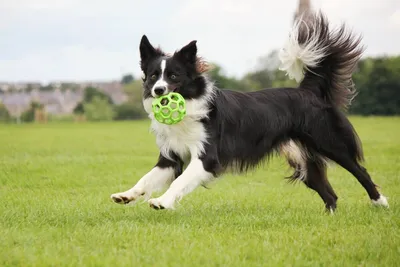 Бордер-колли - самая умная собака! | PetGlobals.com | Дзен