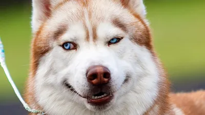 Топ-10 собак-улыбак! Самые забавные фото собак смотри на ВикиПет!