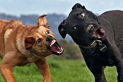 Глупая собака - 51 фото: смотреть онлайн