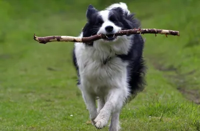 Умный пёс на видео — бордер-колли, самая умная собака на свете знает тысячу  слов