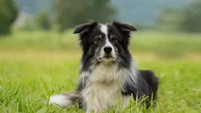 Исключительный талант\": названа самая умная порода собак в мире
