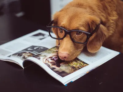 Самые умные собаки: породы, фото, описание. Веймаранер, спаниэль, пекинес,  ротвейлер, сенбернар и другие