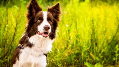 10 самых умных пород собак