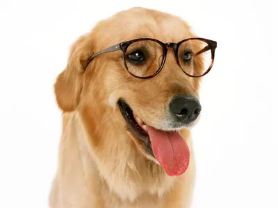 Умная собака в очках. Обои с животными, картинки, фото 1024x768
