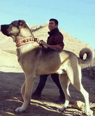 Собака турецкий кангал с человеком (61 фото) - картинки sobakovod.club