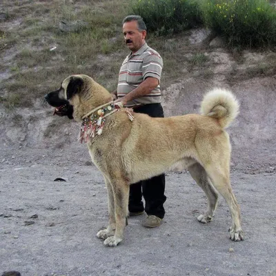Турецкие породы собак с фотографиями, названиями и описанием