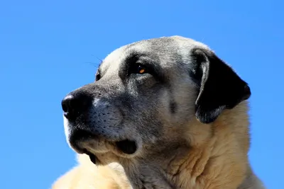Достояние страны – три породы собак, за которые предлагают золотые горы -  PrimaMedia