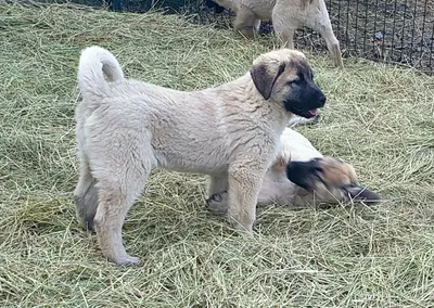 Турецкий Кангал - чистокровные щенки: 800 $ - Собаки Киев на Olx