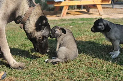 10-месячный щенок турецкого кангала продаётся за 125 тыс. лир | МК-Турция