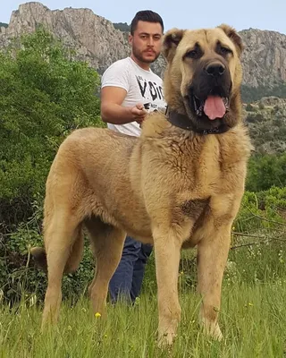 Порода собак турецкий кангал - 79 фото
