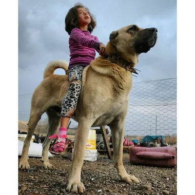 Кангал собака - 31 фото: смотреть онлайн