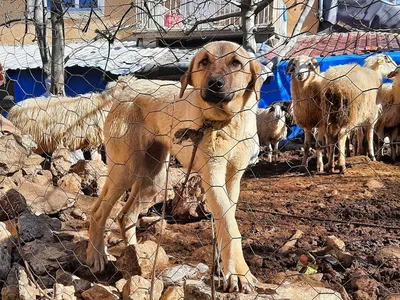 Эта собака победит волка? Узнала 5 особенностей породы турецкий кангал |  Пикабу