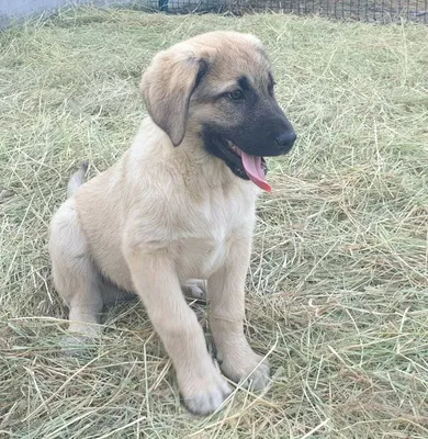 Турецкий Кангал, подрощенный щенок: 800 $ - Собаки Киев на Olx
