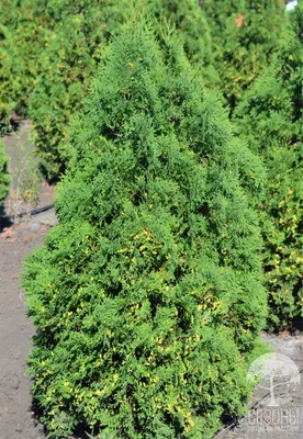 Туя западная Холмструп (Thuja occidentalis Holmstrup) – Питомник растений  СЕЗОНЫ