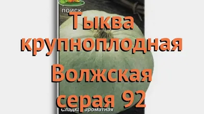 Тыква крупноплодная Волжская серая 92 🌿 обзор: как сажать, семена тыквы  Волжская серая 92 - YouTube