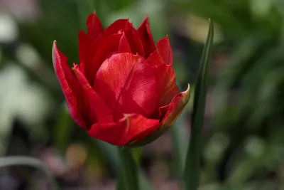 Tulipa \"Abba\" (Tulip) nahe, rote doppelte Division 2 zwei doppelte frühen  Gruppe Tulpe Stockfotografie - Alamy