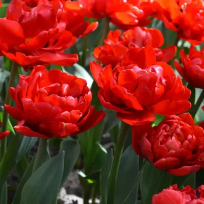 Gefüllte Frühe Tulpen Abba | Saatfix Blumenzwiebel Shop