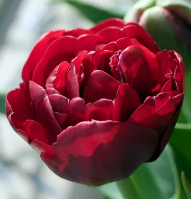 Gruppe von tulipa Abba vollständig geöffnet. Eine Schüssel geformte rote  Tulpe mit manchmal gelben Markierungen eine doppelte frühe Gruppe von  Tulpen Division 2 Stockfotografie - Alamy