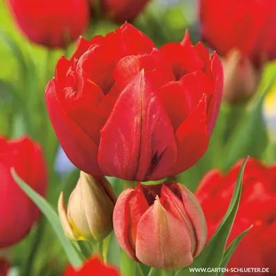 Gefüllte frühe Tulpe 'Abba' - 7 Stück - Tulipa 'Abba' - Frühe Tulpen |  GARTEN SCHLÜTER