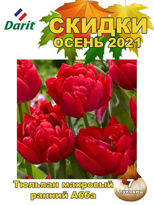 frühe gefüllte rote Tulpen Abba Gr. 12+ Blumenzwiebeln bestellen