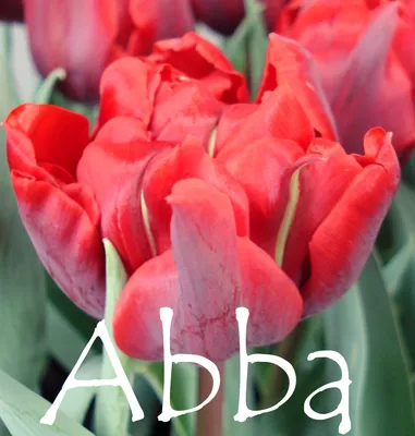 Tulipa Abba - Tulip Abba - 5 bulbs – Garden Seeds Market | Free shipping