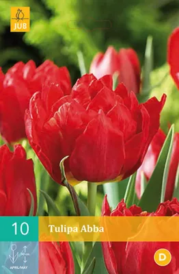 Tulipa abba -Fotos und -Bildmaterial in hoher Auflösung – Alamy