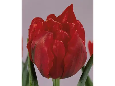 Tulipa 'Abba' – Svedberga Plantskola AB