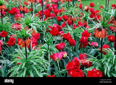 Tulipa 'Scarlet Verona' – Bild kaufen – 12663376 ❘ Gartenbildagentur  Friedrich Strauss